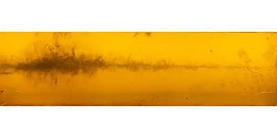 Federal Fusion Tipped Rifle, 30-06 Springfield, 180 Grain, Fusion Tipped, 2725 fps